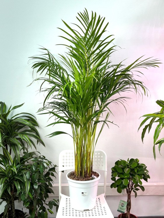 Хризалидокарпус (Арека) ⌀21 120 см 