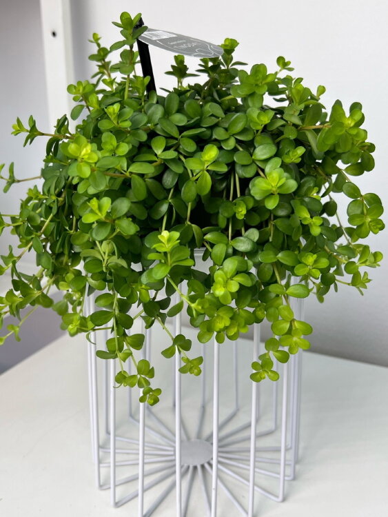 Пеперомия Деппеана ⌀11 25 см 