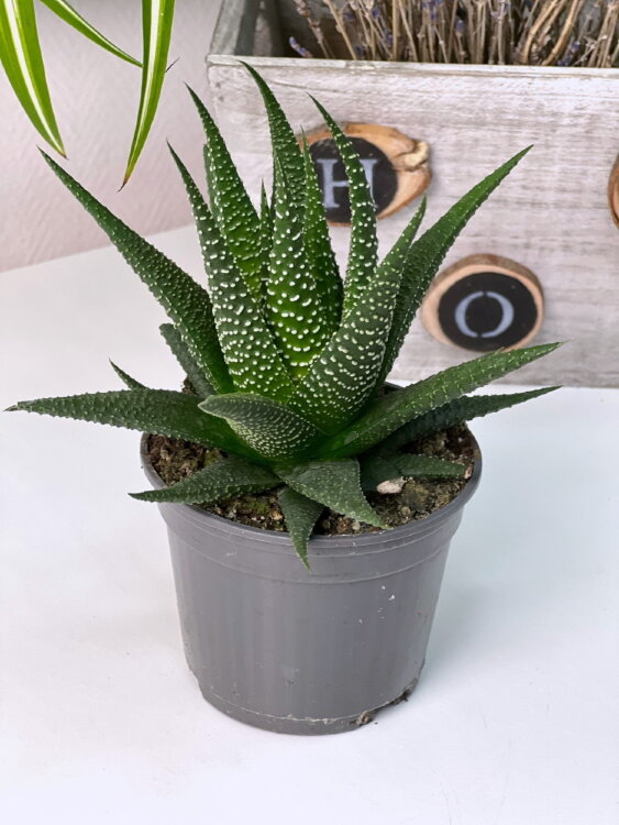 Хавортия Юниверс ⌀9 