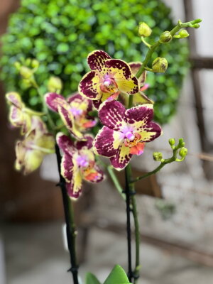 Орхидея Фаленопсис Стравбери Кейк ⌀12 40 см