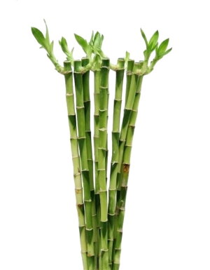Бамбук прямой 40 см