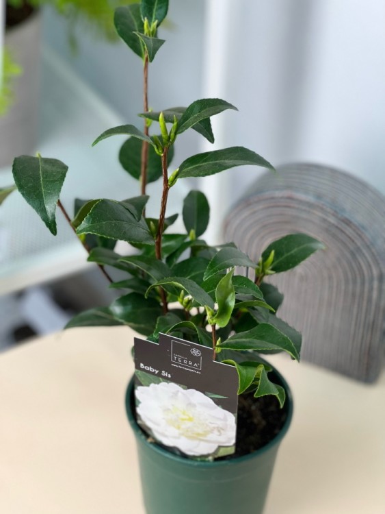 Камелия японская белая ⌀12 30 см  Камелия японская белая ⌀12 30 см