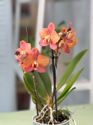 Орхидея Фаленопсис Блоссом Оранж ⌀9 25 см