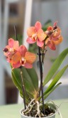 Орхидея Фаленопсис Блоссом Оранж ⌀9 25 см 