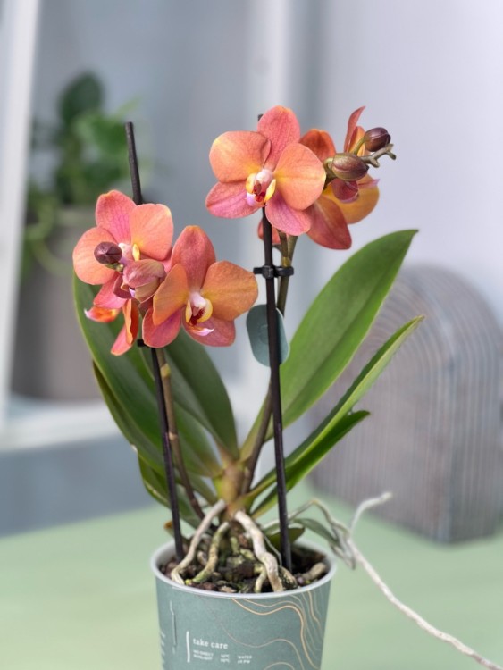 Орхидея Фаленопсис Блоссом Оранж ⌀9 25 см 