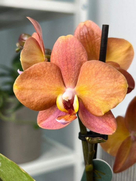 Орхидея Фаленопсис Блоссом Оранж ⌀9 25 см 