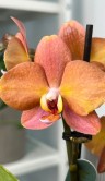 Орхидея Фаленопсис Блоссом Оранж ⌀9 25 см 