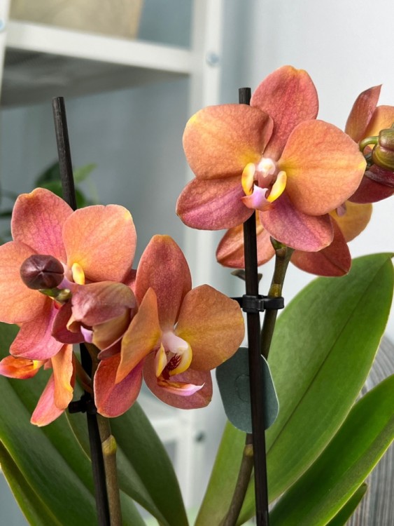 Орхидея Фаленопсис Блоссом Оранж ⌀9 25 см 