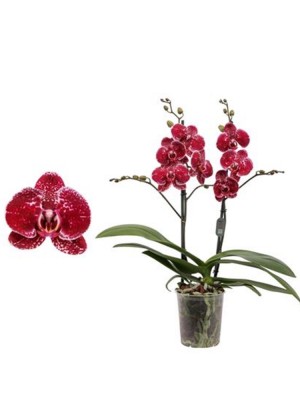 Орхидея Фаленопсис Эдакшн ⌀12 60 см