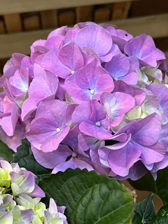 Гортензия лиловая ⌀12 30 см 