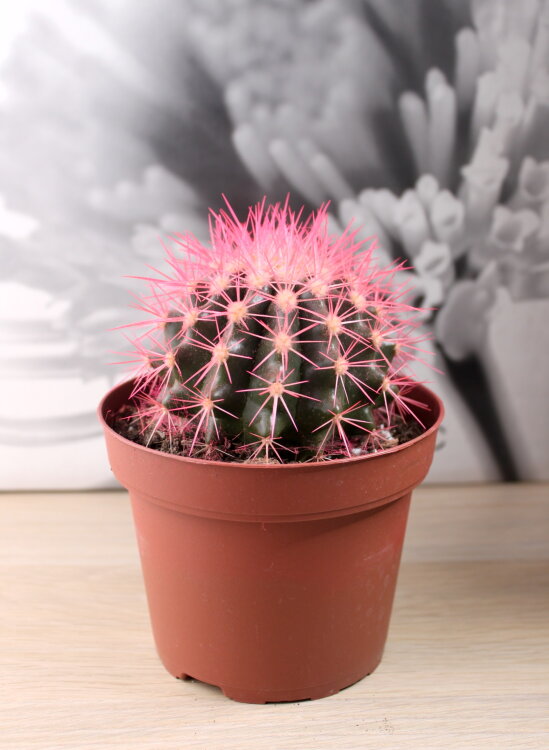 Кактус цветной розовый ⌀12 