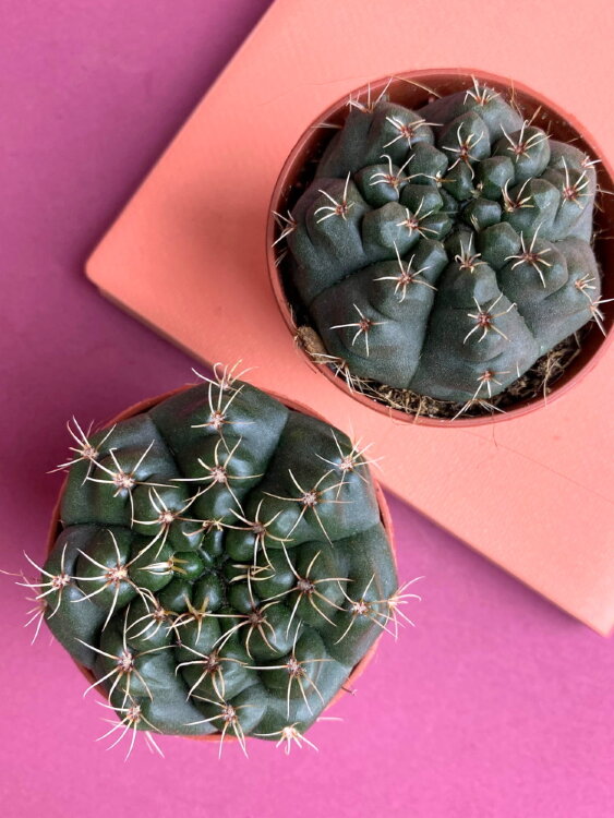 Гимнокалициум Бальда ⌀5 