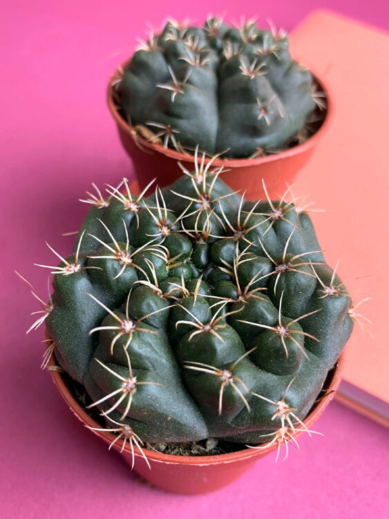 Гимнокалициум Бальда ⌀5 