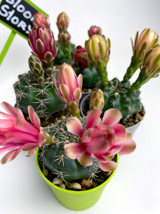 Гимнокалициум Бальда ⌀5 