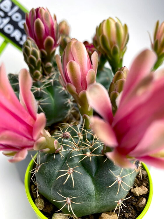 Гимнокалициум Бальда ⌀5 