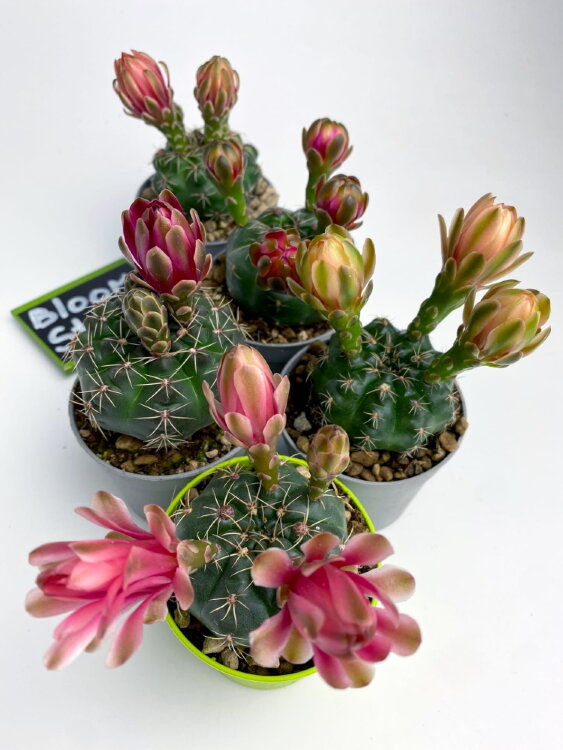 Гимнокалициум Бальда ⌀5 