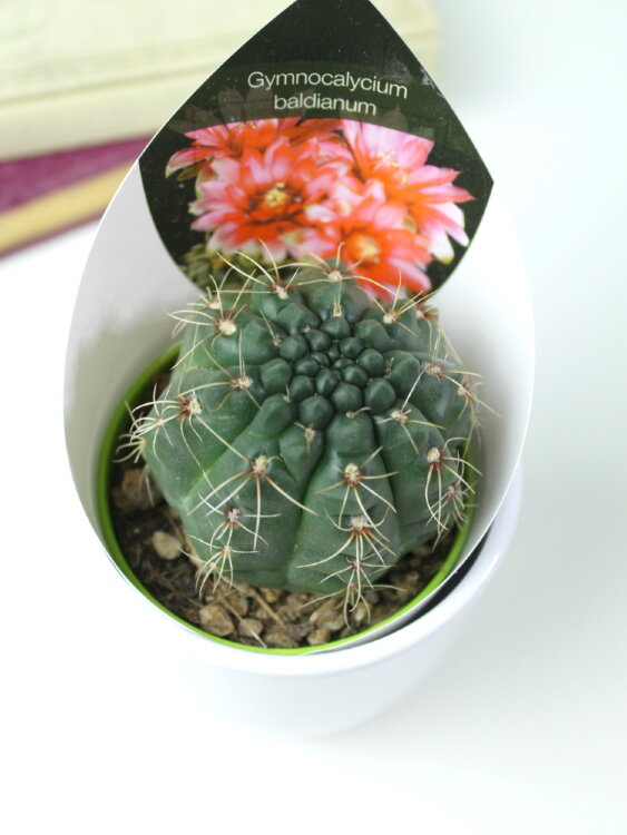 Гимнокалициум Бальда ⌀5 