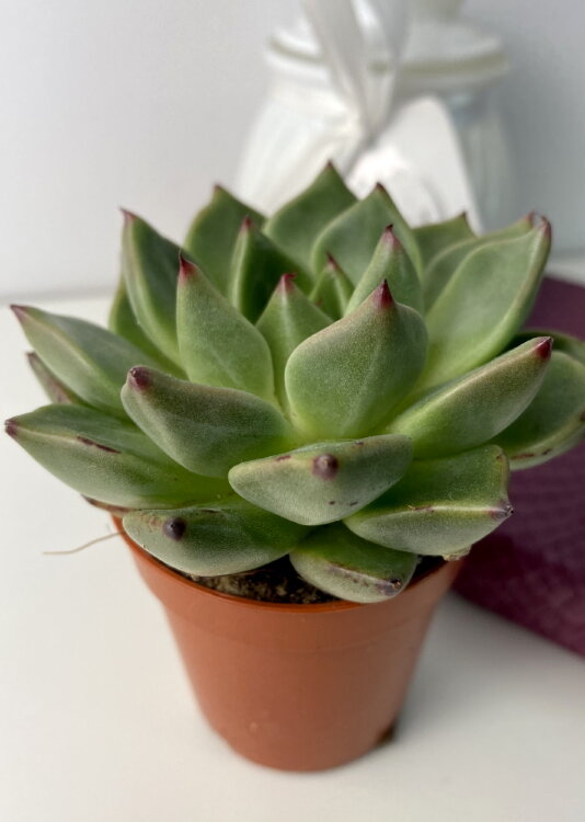 Эхеверия Агавовидная гибрид ⌀5 