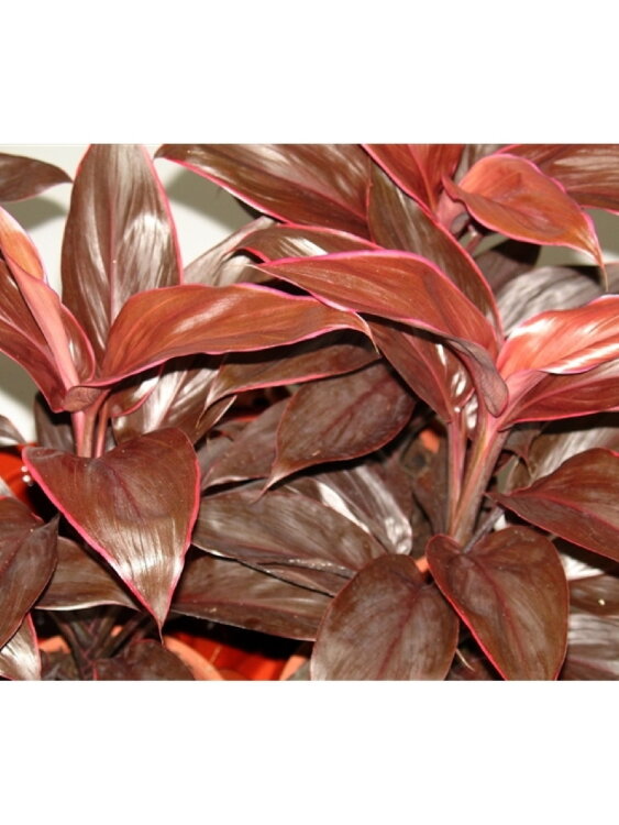 Кордилина Мамбо ⌀12 45 см 