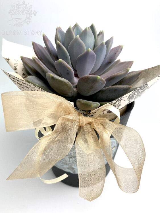 Суккулент в чёрном кашпо Жардин 