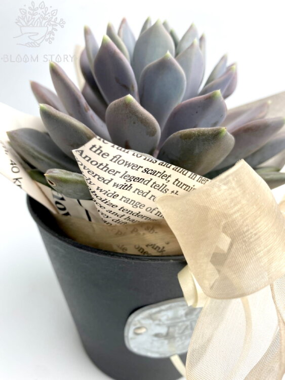 Суккулент в чёрном кашпо Жардин 