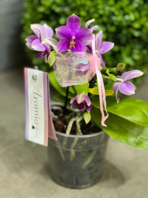 Орхидея Фаленопсис Лав Потион (Арома) ⌀12 30 см