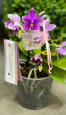 Орхидея Фаленопсис Лав Потион (Арома) ⌀12 30 см 