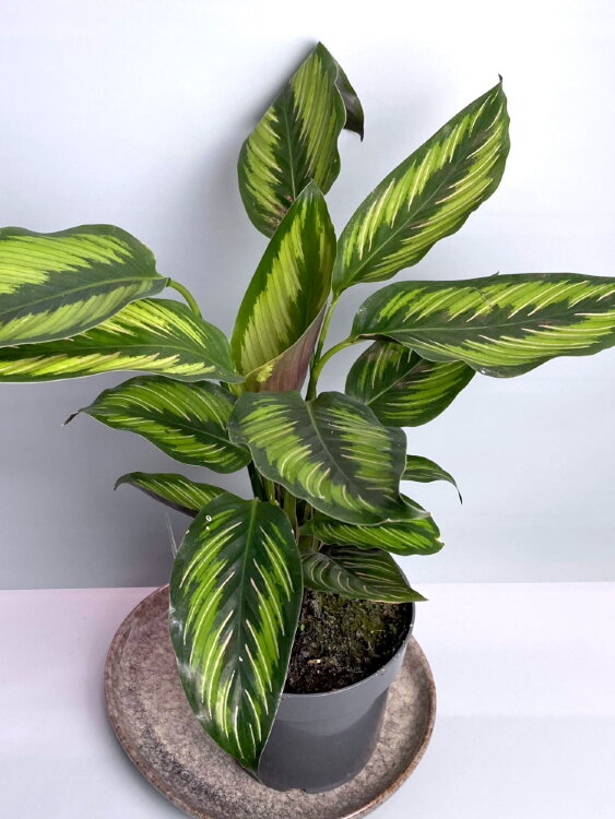 Калатея Пинкстрайп ⌀12 35 см 