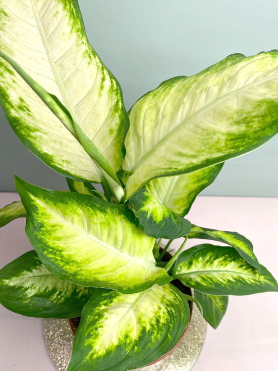 Диффенбахия Камилла ⌀12 30 см 