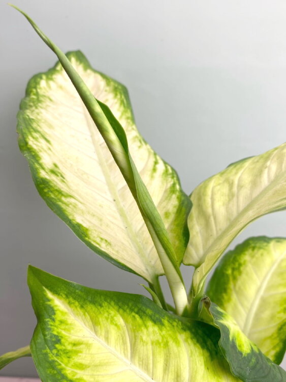 Диффенбахия Камилла ⌀12 30 см 