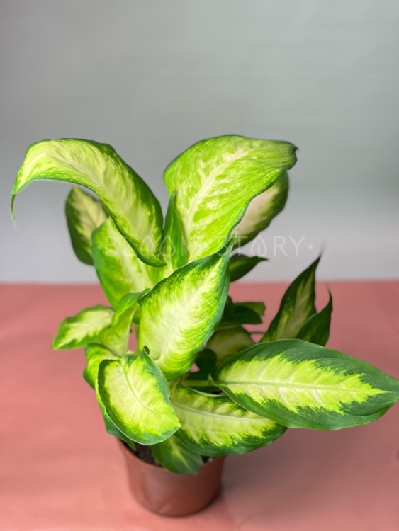 Диффенбахия Камилла ⌀12 30 см 
