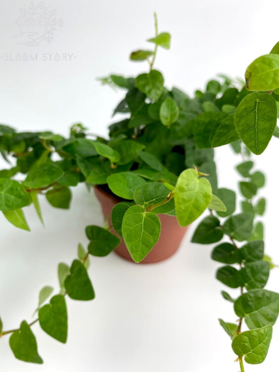 Фикус пумила Грин Санни ⌀9 