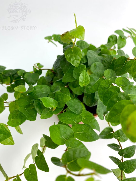 Фикус пумила Грин Санни ⌀9 