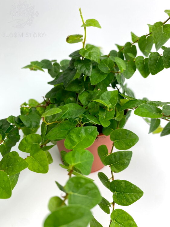 Фикус пумила Грин Санни ⌀9 