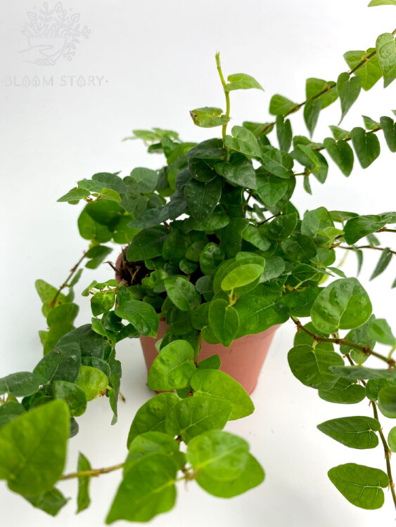 Фикус пумила Грин Санни ⌀9 