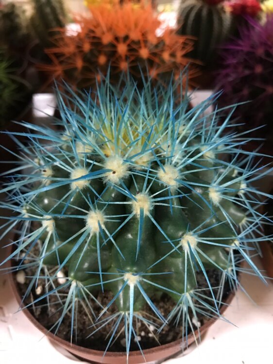 Кактус цветной голубой ⌀12 