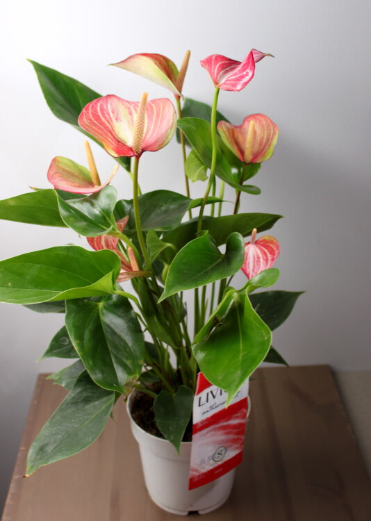 Антуриум Ливиум ⌀14 50 см 