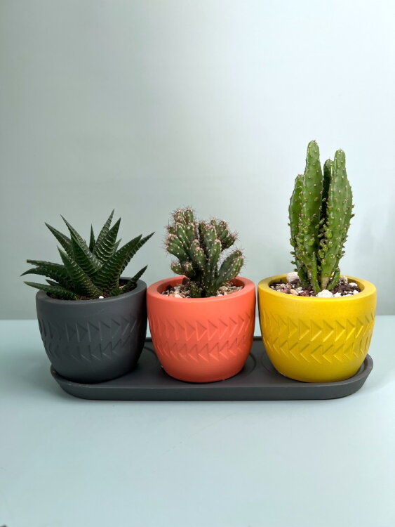 Композиция из кактусов Этно 