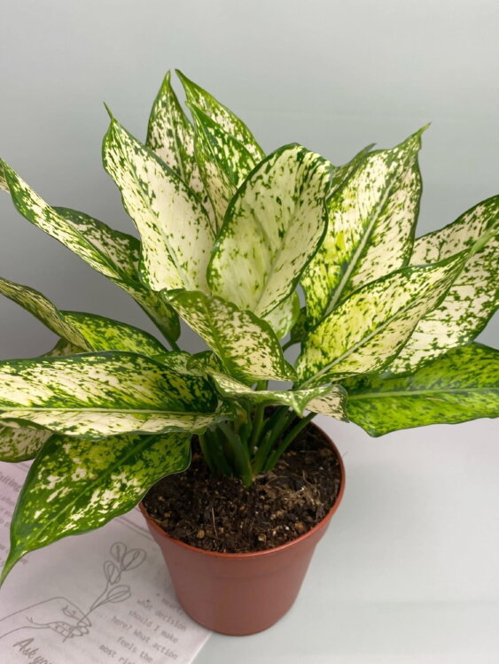 Аглаонема Фёрст Даймонд ⌀12 30 см 