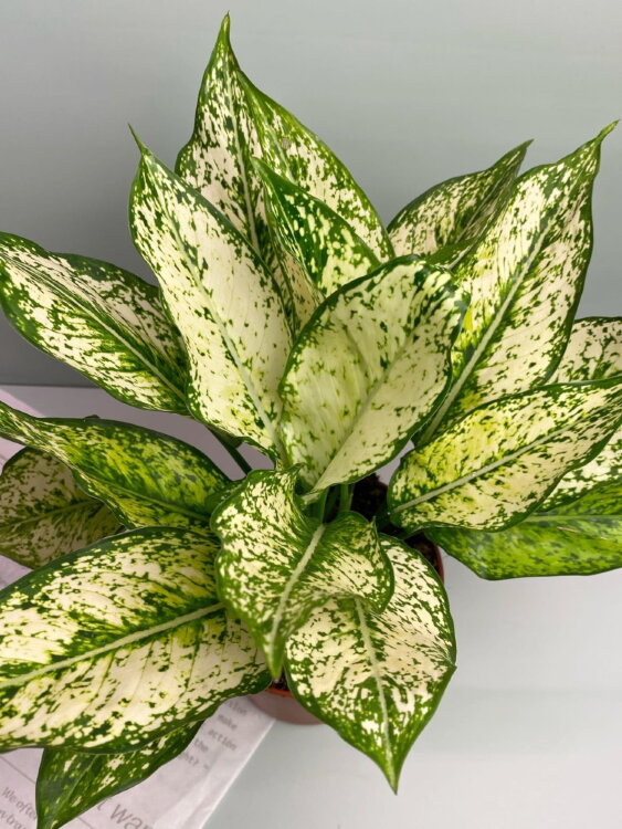 Аглаонема Фёрст Даймонд ⌀12 30 см 