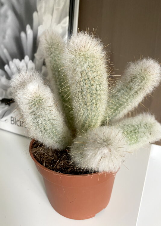 Кактус Обезьяний хвост 