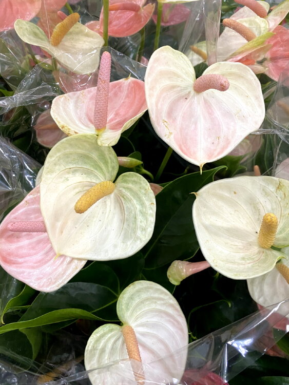 Антуриум Легендаза ⌀21 80 см 