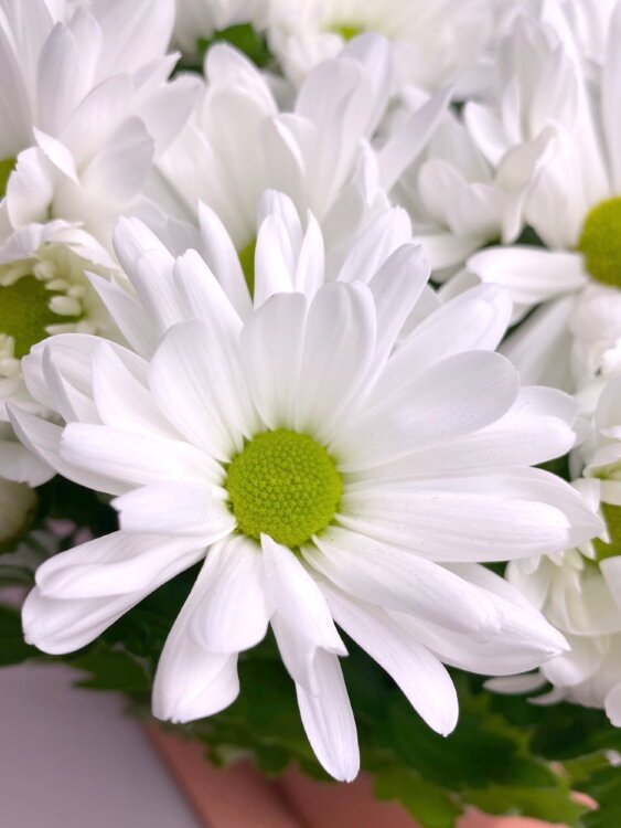 Хризантема белая ⌀12 