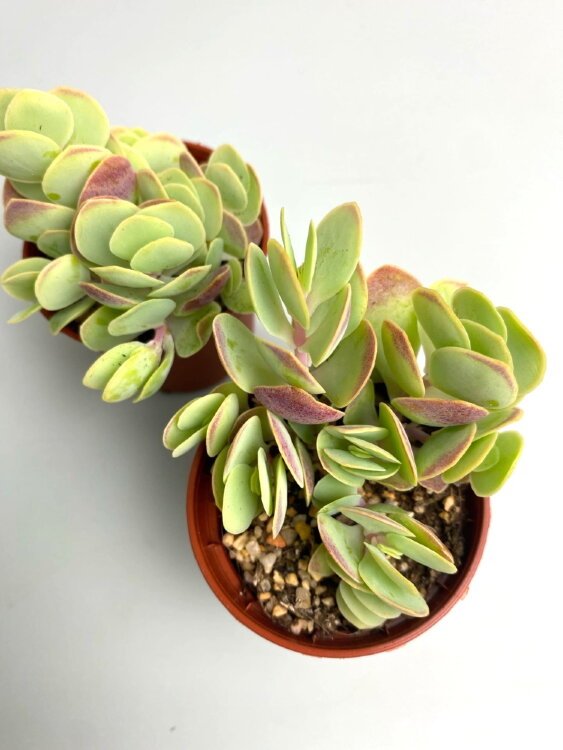 Каланхоэ Тирсифлора Ротундифолия ⌀5 