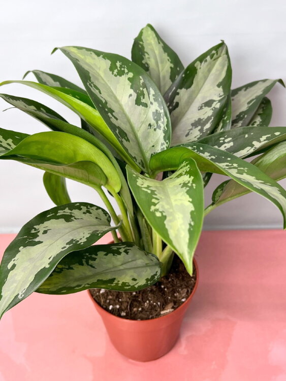 Аглаонема Джубили Компакта ⌀12 35 см 