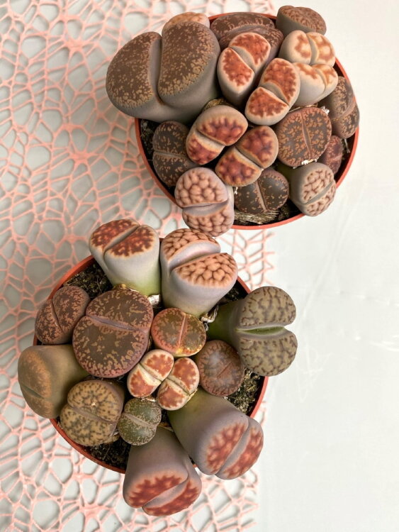 Литопс Живой камень Люкс XL ⌀8 