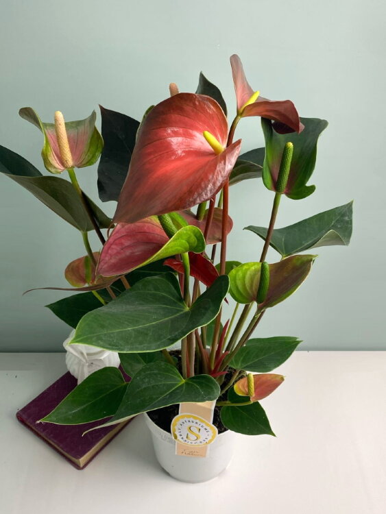 Антуриум Рейнбоу ⌀14 50 см 