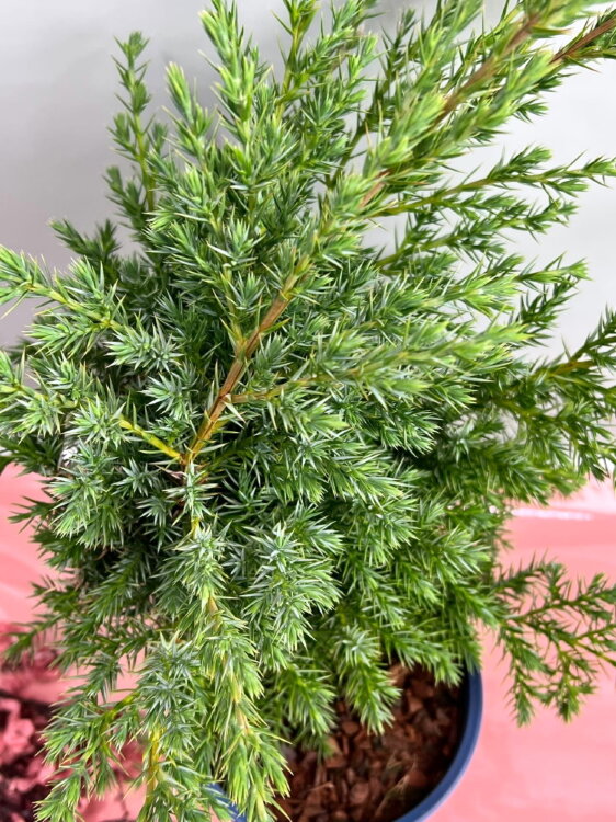 Можжевельник Блю Шведе ⌀13 25 см 