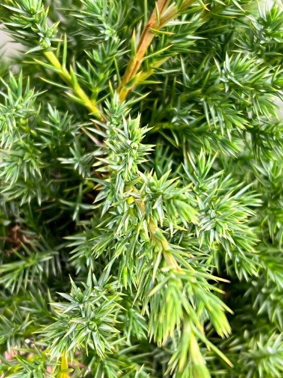 Можжевельник Блю Шведе ⌀13 25 см 