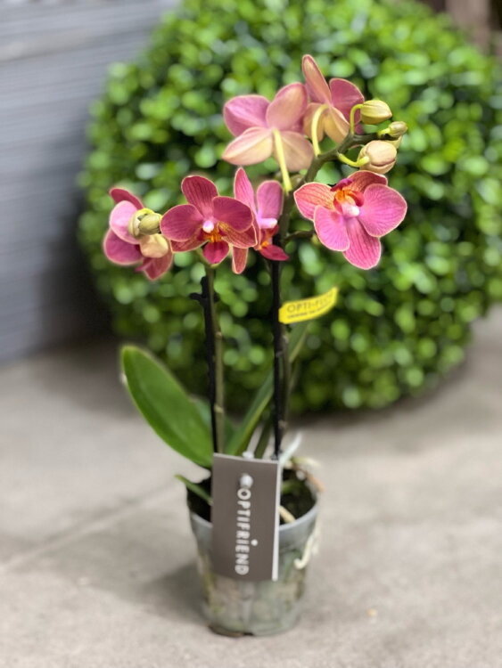 Орхидея Фаленопсис мини Гвен ⌀7 20 см 